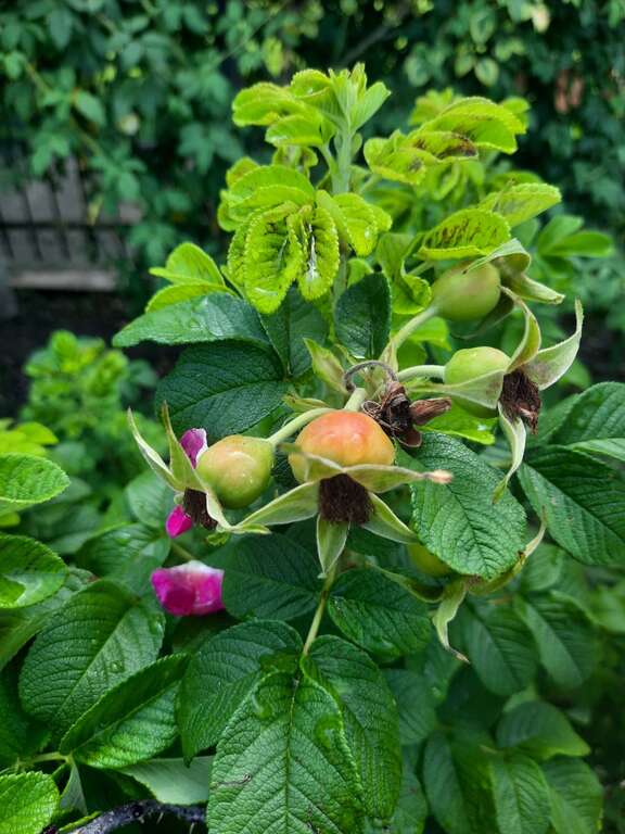 玫瑰果是皱叶玫瑰(Rosa Rugosa)凋谢後，由花托发育而成的肉质浆果，在日本美容界有美肤