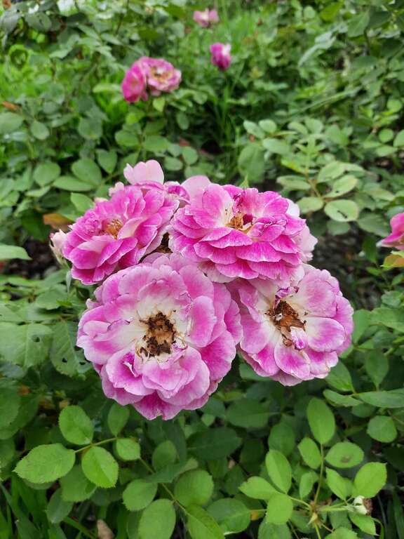 奥菲欧属於复色的中轮杯型花朵。具大马士革系的强香，同时融合果香和辛香。