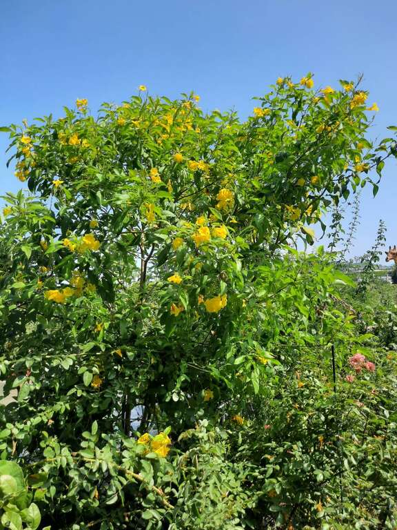 黄钟花跟阿勃勒同属开黄花的木本植物，开花多而且花期长。