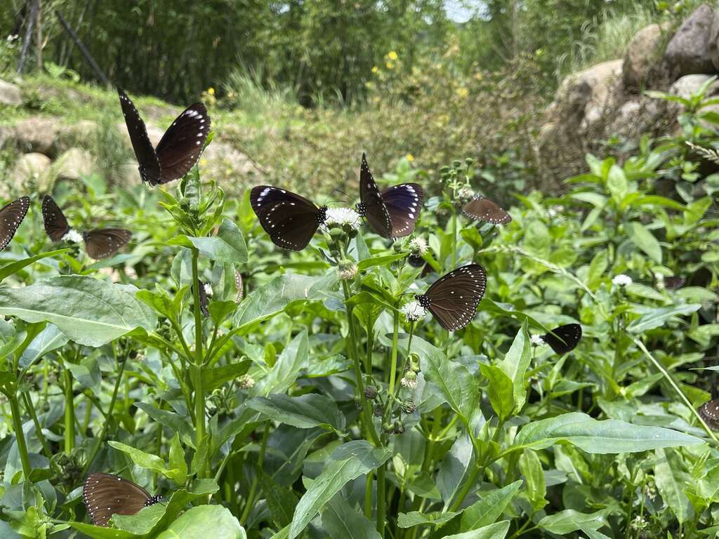 光叶水菊蜜源情形