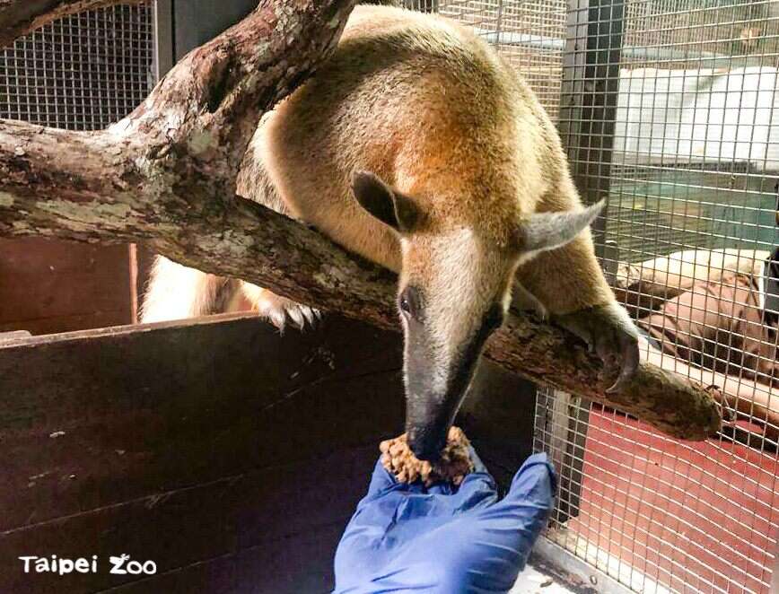 新加坡动物园的保育员检查过後，给予「红豆」补充水分和食物