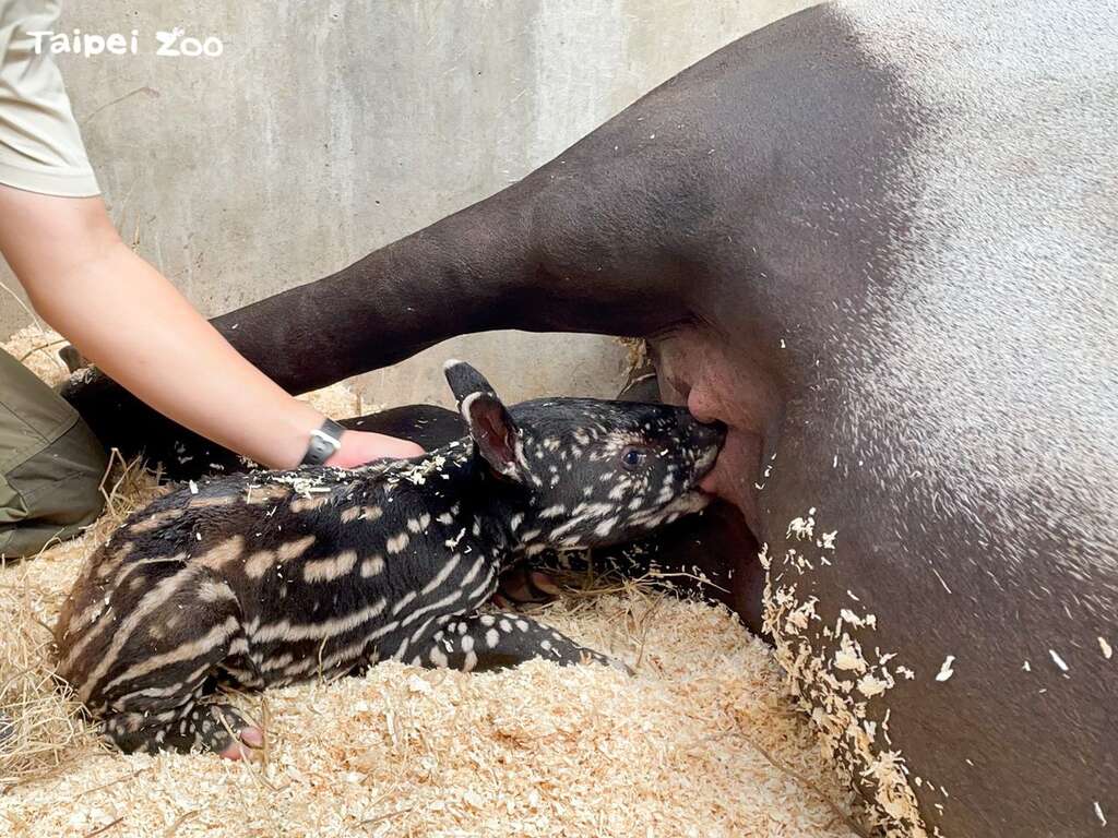 顺利喝到初乳了