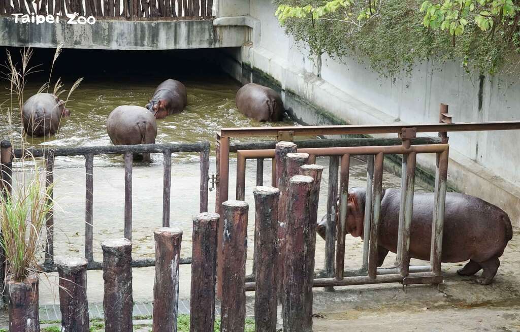 河马：又是苦瓜！啍！想骗我们没门，走了！走了！