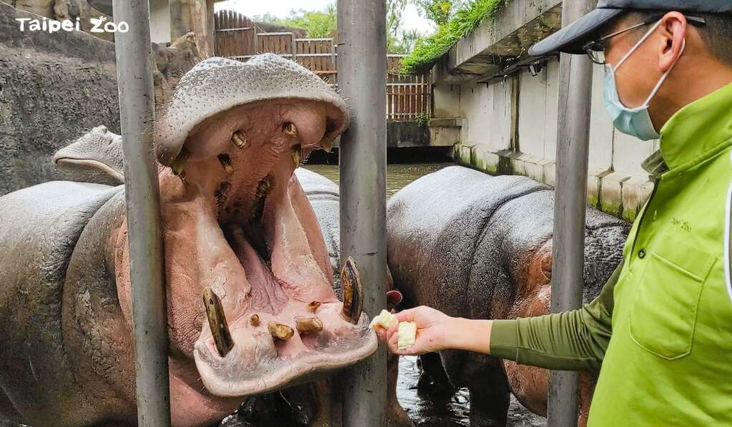 第一次训练，河马们还不知道什麽是苦瓜，看到保育员拿着食物，就张大嘴巴排排站好，等着保育员把好吃美味的食物扔进嘴里