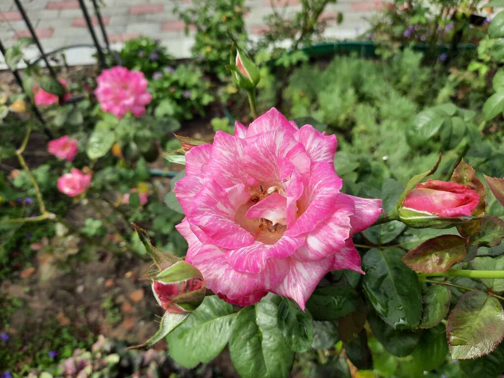 「奇蹟」花瓣為桃紅白色絞紋，高心杯狀花型，為巴龍洛察在臺灣的芽變品種。