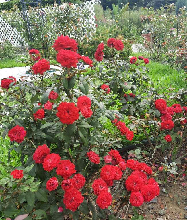 「My Rose」属火红色的盃型至簇生型，四季开花，高温时呈现亮红色的簇生状花型，圆滚