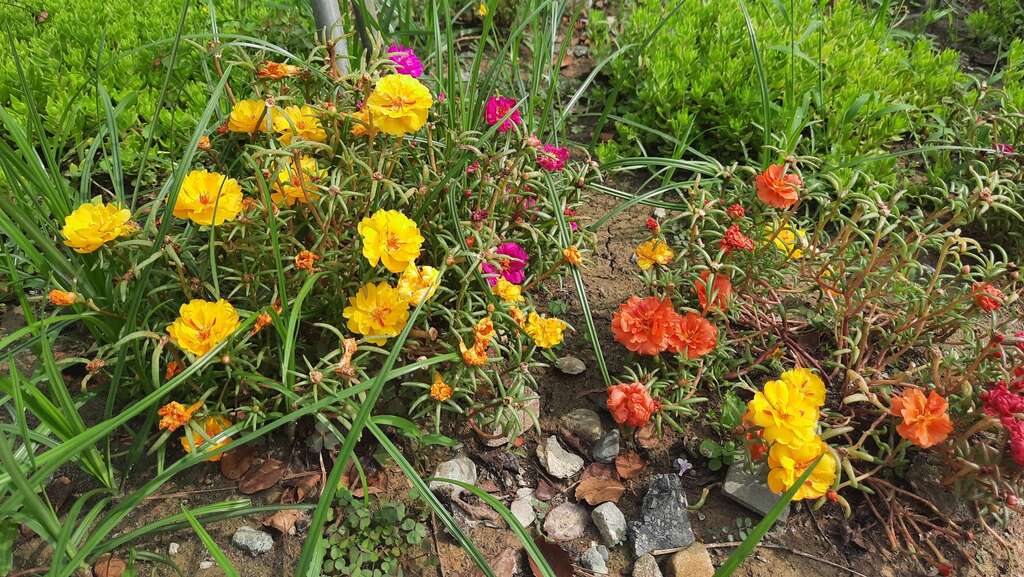 多色混植的「松葉牡丹」就像彩色花毯，容易栽種又耐熱，被稱為太陽的孩子。