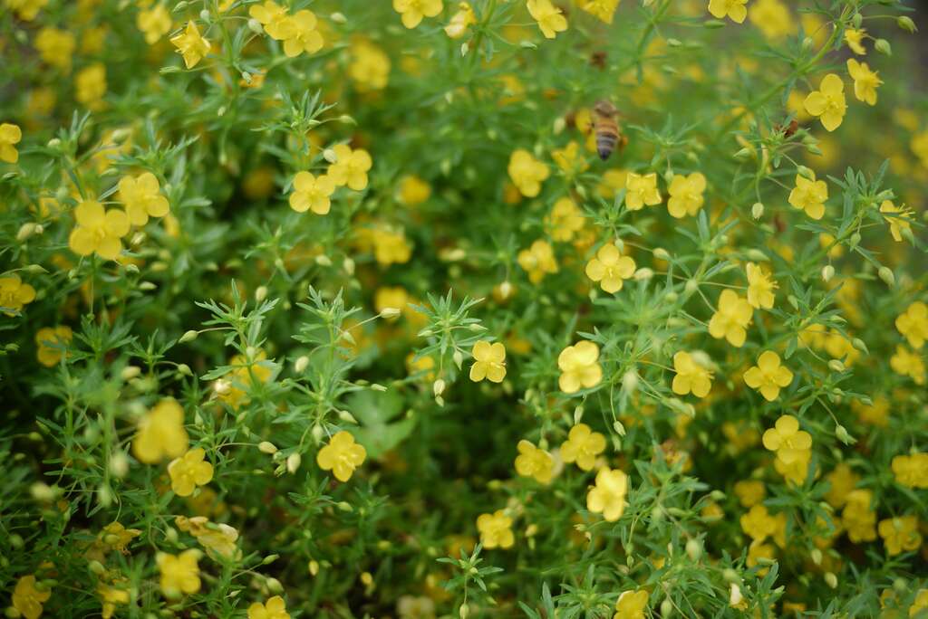 黃澄澄的「飄香草」是園區內最容易發現到蜜蜂穿梭其中的植物。