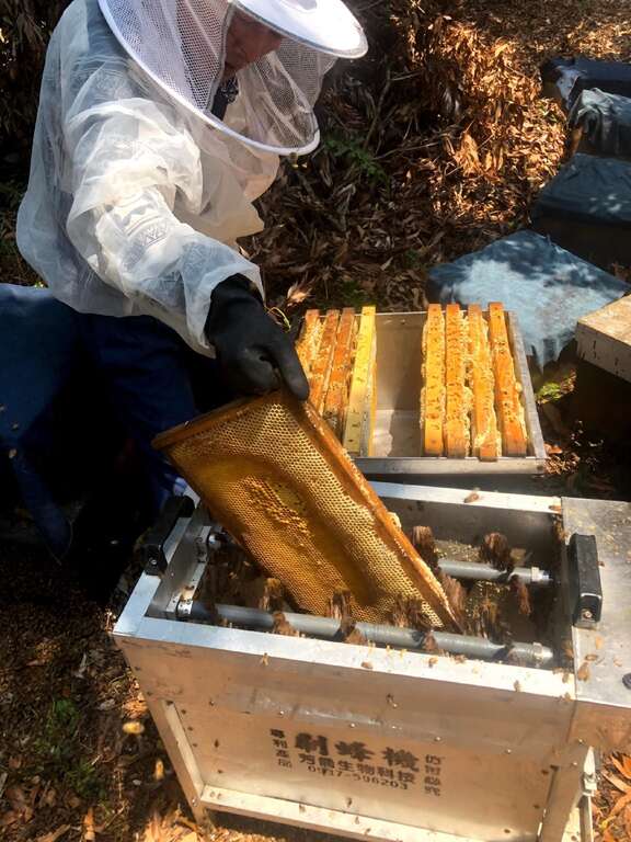 A beekeeper at work