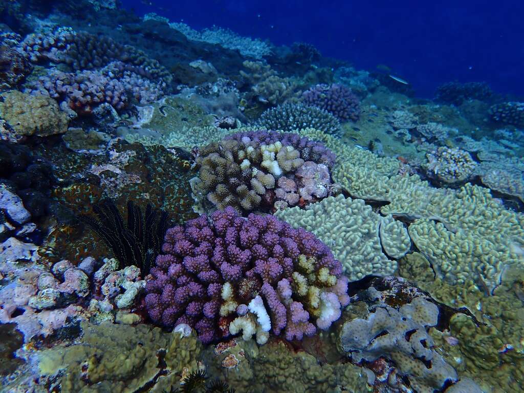 兰屿海域的珊瑚覆盖度极高，但指标性鱼类却很少