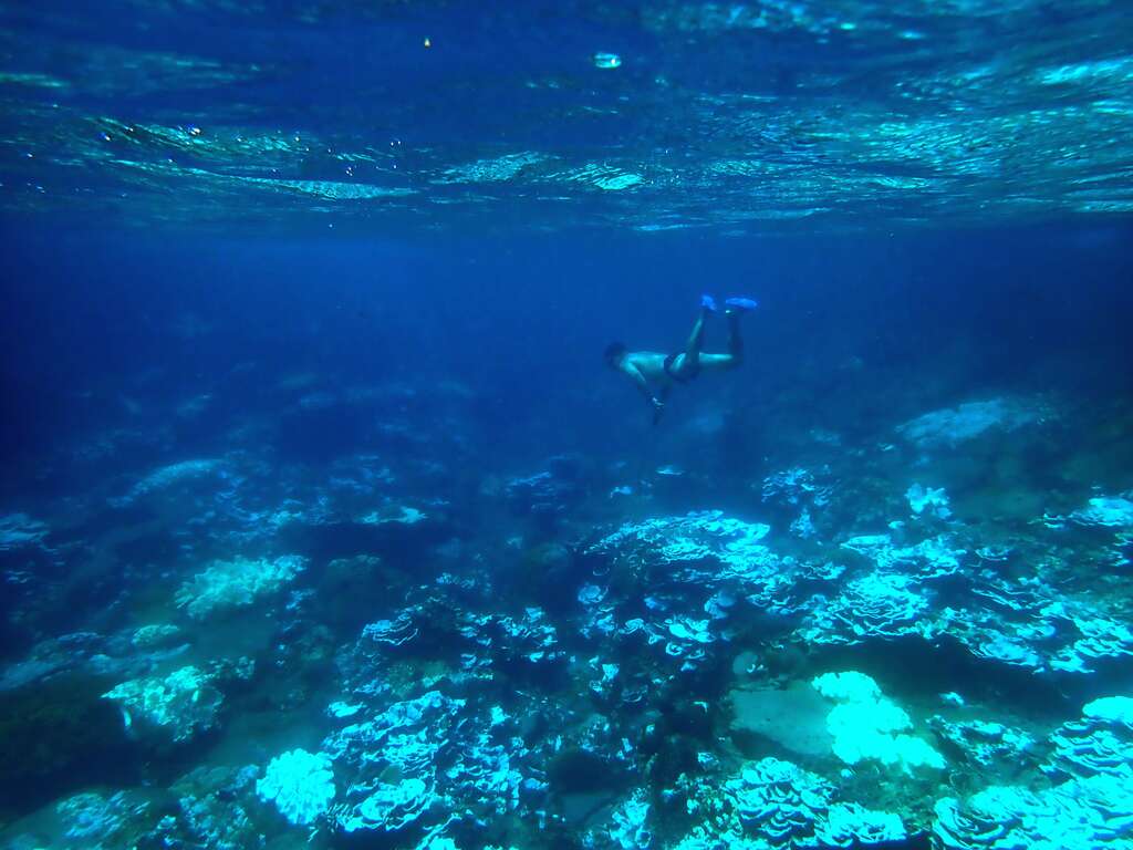 2020年9月澎湖东吉岛珊瑚白化的状况