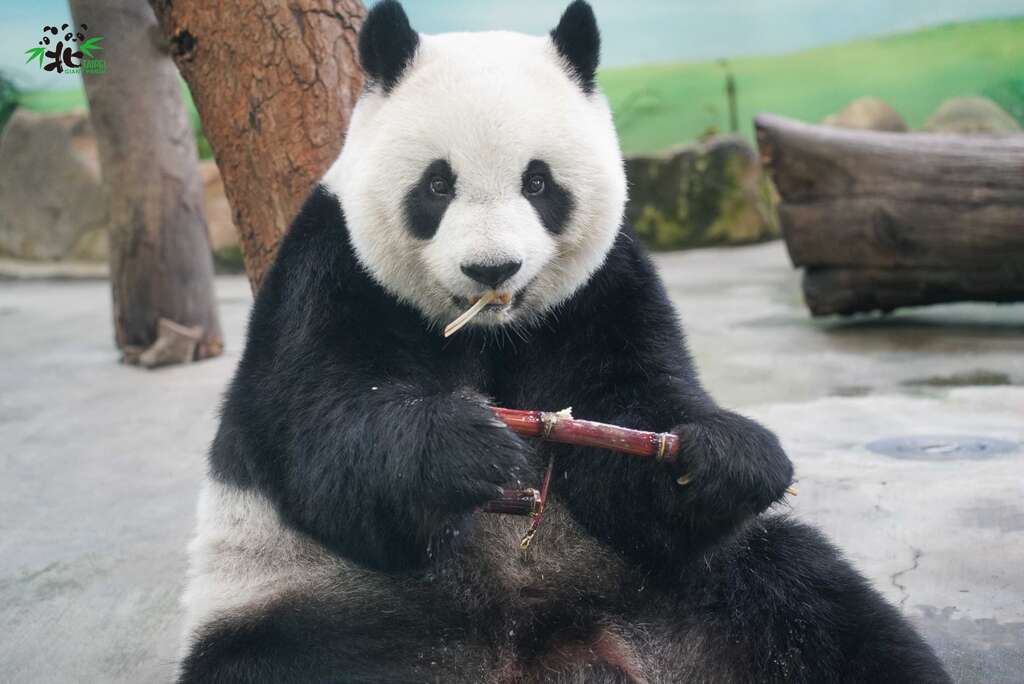 有好吃的甘蔗就不生气了！（圆仔」）