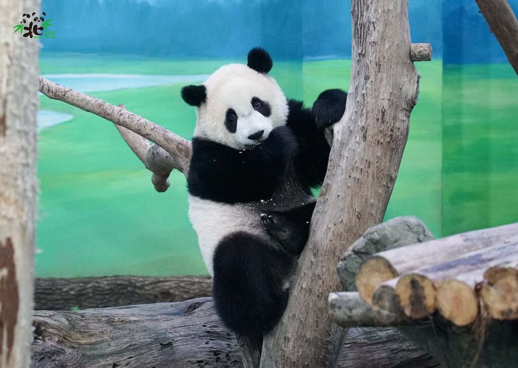 圆仔：你们要祝福爸爸的话，跟我说就可以了，我会一一转达！