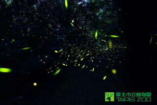 Taipei Zoo Kicks off Firefly-Viewing Tours