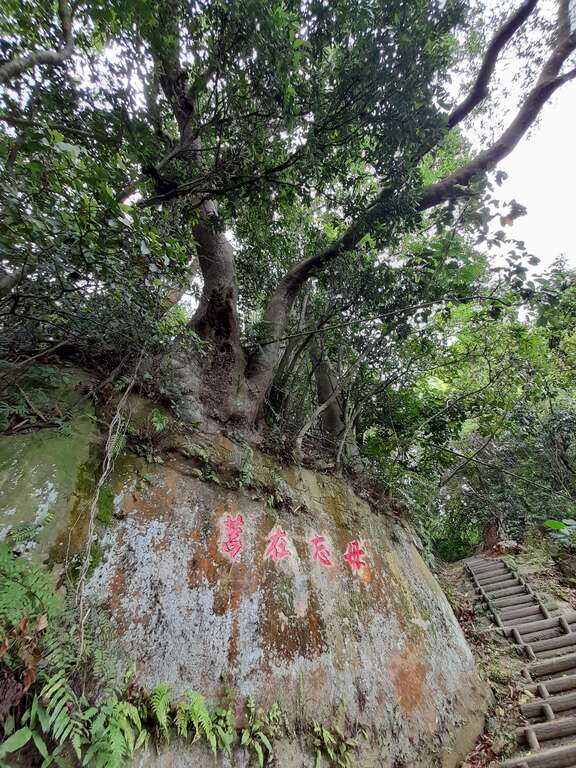 步道旁可見過去駐軍留下的「毋忘在莒」刻字和岩石頂上的大樹景觀