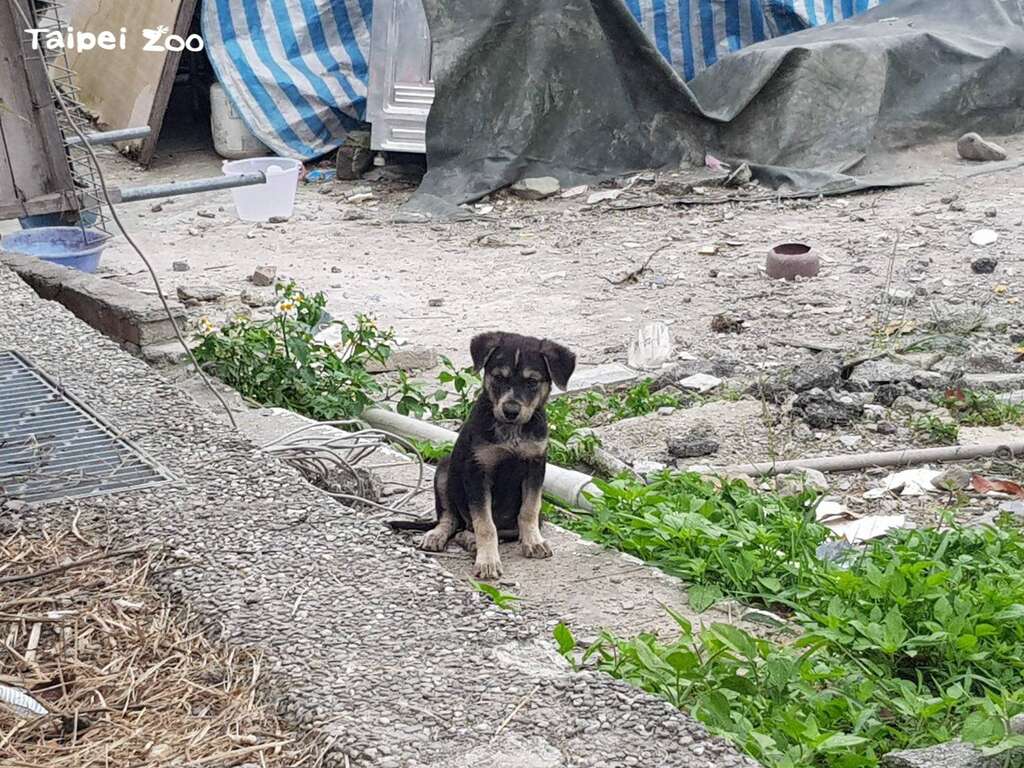 流浪犬猫也是受害者的一方，饲主不负责任的放养弃养心态，造成无家可归的流浪动物到处泛滥（张佩诗摄）