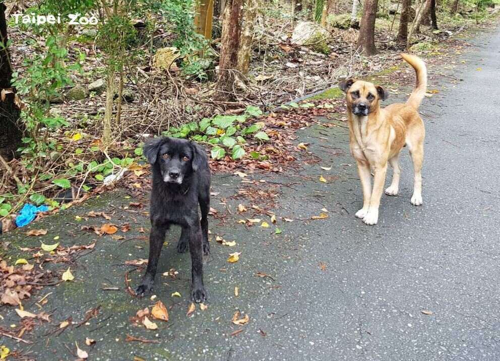 为防堵狂犬病疫情扩散，家里饲养的宠物毛小孩均应施打狂犬病疫苗（张佩诗摄）