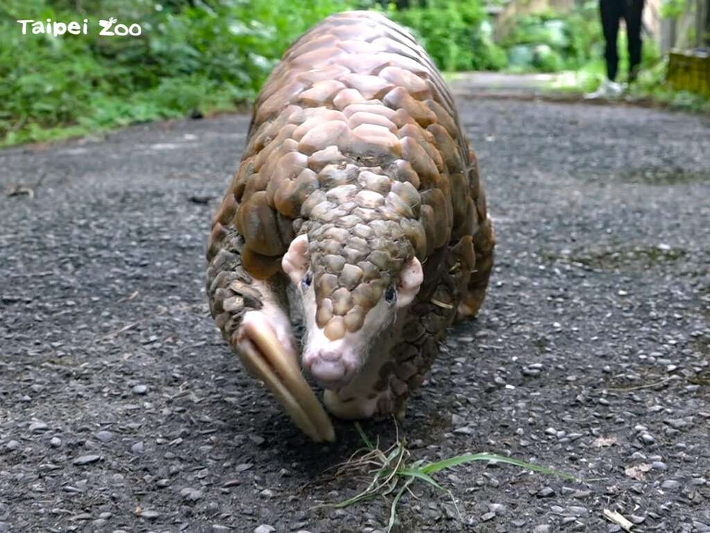 「穿胖」也是臺北市立動物園內穿山甲族群擁有最多後代的超強爸爸