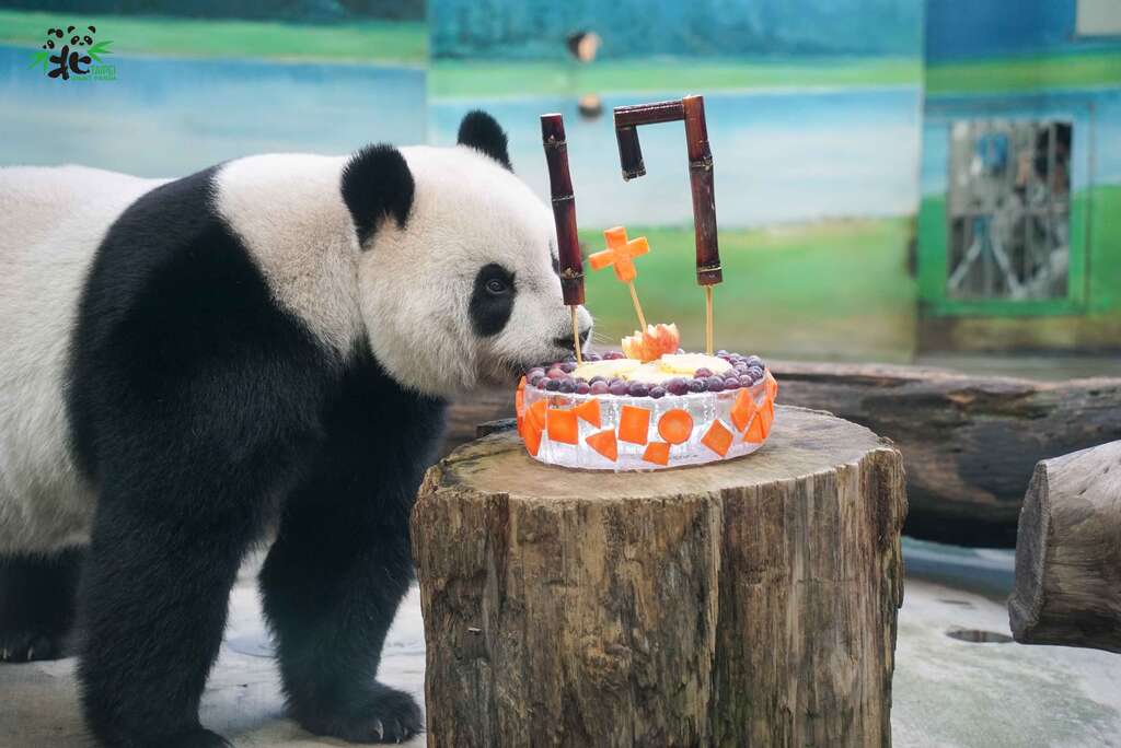 パンダの「団団」、「円円」 17歲の誕生日