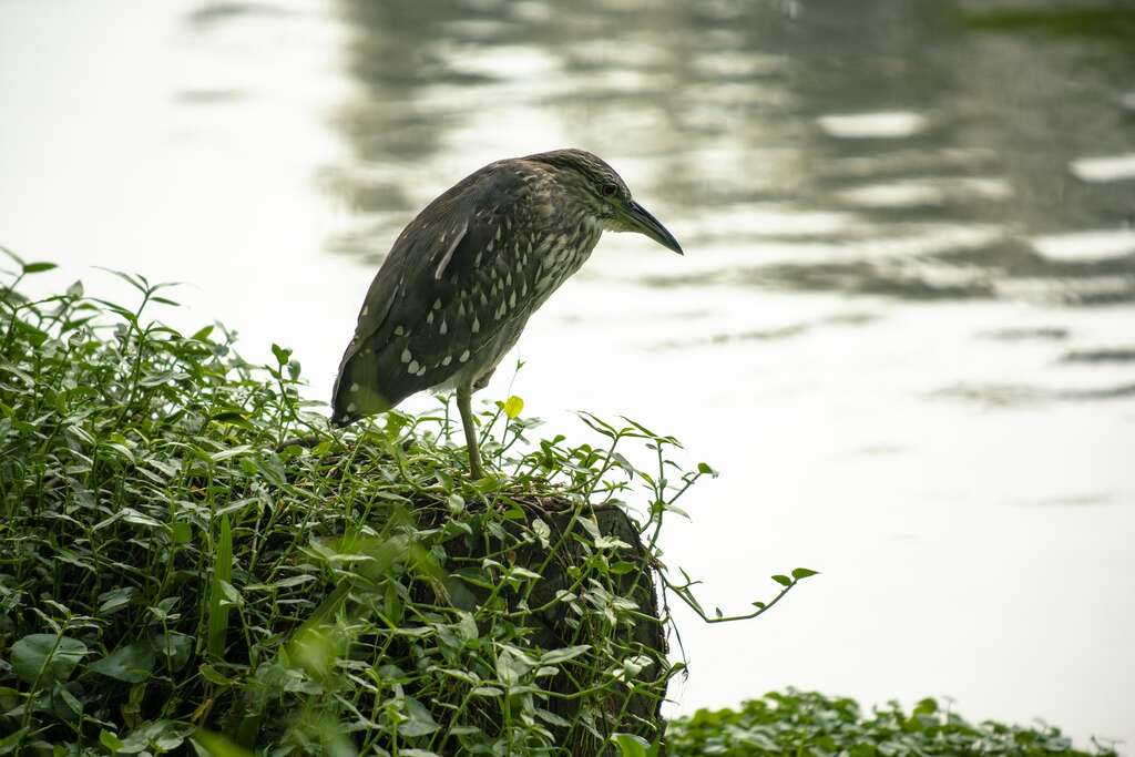 在袁孝維眼中，台北的盆地地形、河口的沼澤地，提供候鳥與過境鳥豐富的棲地資源， 因此不管是在這座城市的中心或近郊，都能因著各自的環境條件觀察到不同的鳥類。（攝影／顏涵正）