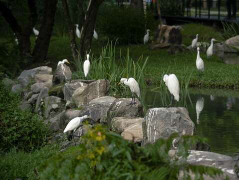 大安森林公園的生態池，引來許多白鷺鷥棲息。（攝影／顏涵正）
