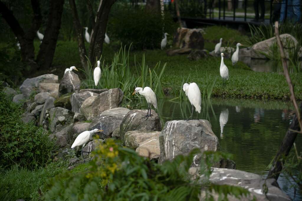 大安森林公園的生態池，引來許多白鷺鷥棲息。（攝影／顏涵正）