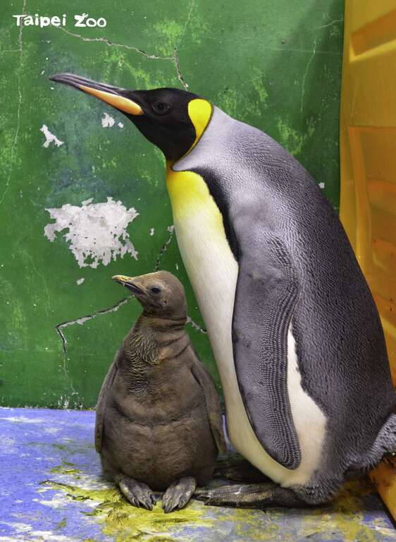 國王企鵝小時候為求保暖，需要穿上厚厚的暗褐色絨毛大衣，等到成熟後才會換上一身黑白羽毛，方便他們下水並躲避水中天敵