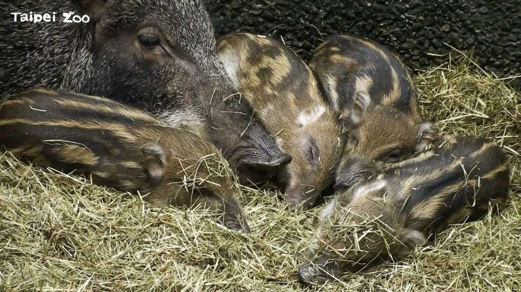 臺灣野豬寶寶身上的條紋和斑點形成保護色，可以幫助牠們躲過捕食者的眼睛