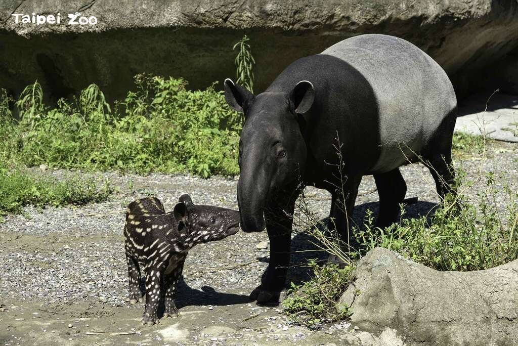 マレーバグの赤ちゃん「貘花豆」が来園者にご挨拶