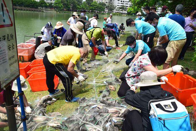 110年5月於碧湖公园移除外来鱼种照片
