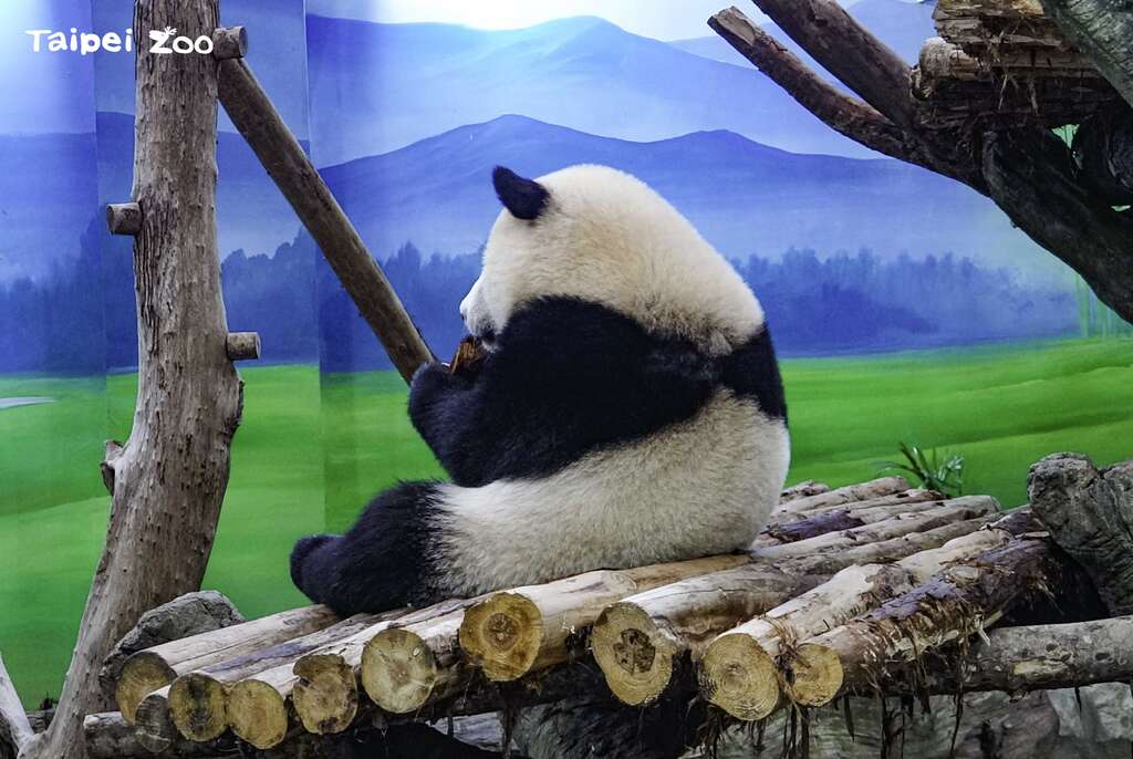圓寶：大家如果用閃光燈拍照，以後就只能看到我的背影而已哦！