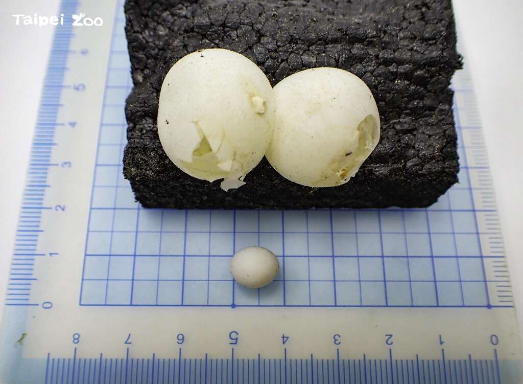 「大壁虎」的卵比一般常见壁虎的卵大很多