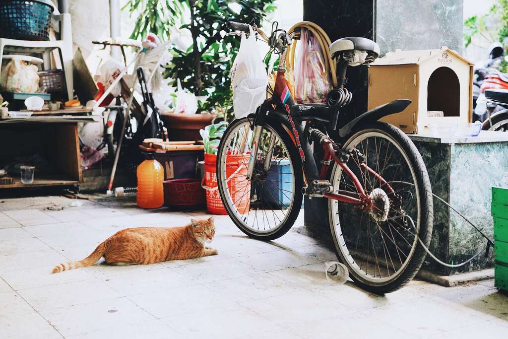 有貓屋的街貓