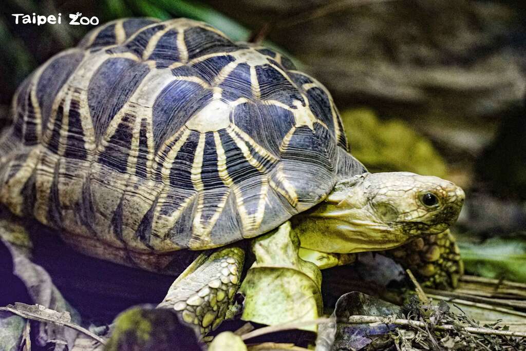 動物園裡照養了各種令人驚艷的野生動物，許多都是野外族群已面臨存續困境的保育類動物
