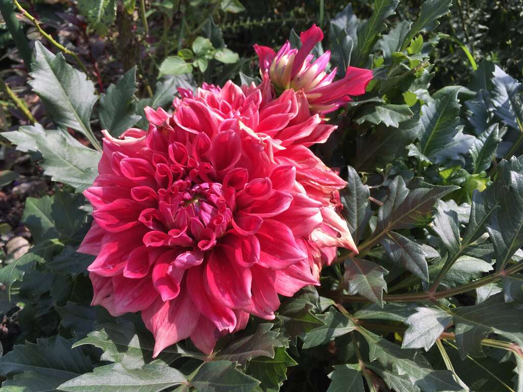 「台北バラ園」で多種のバラがもうすぐ満開