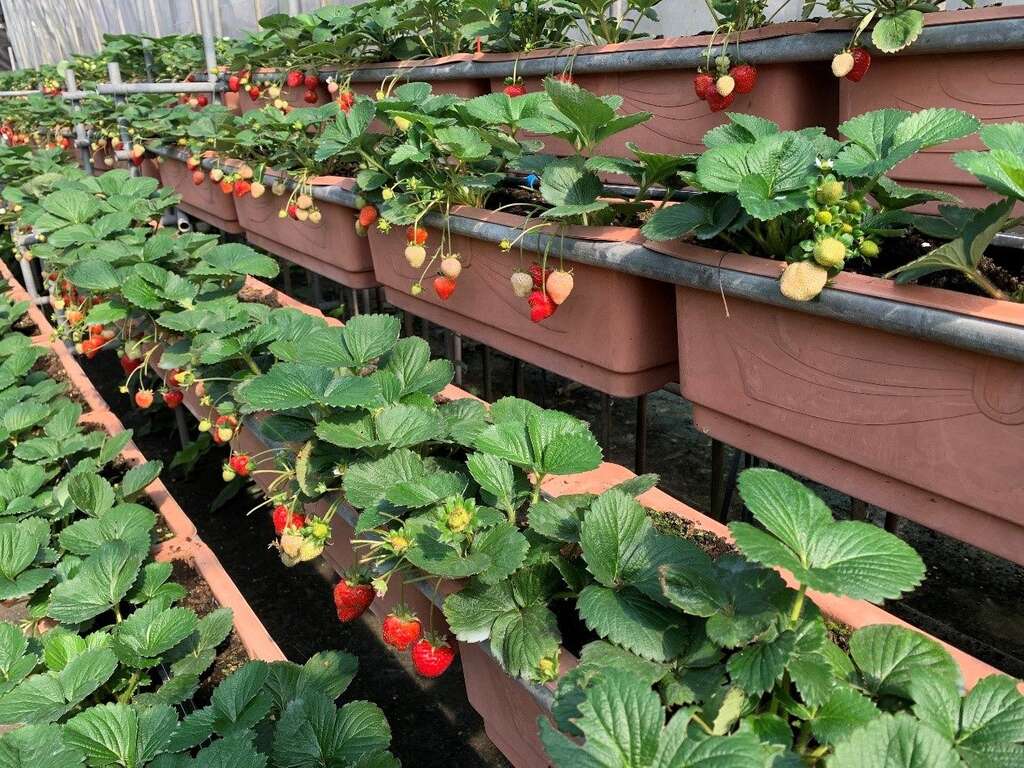 體驗採草莓樂趣