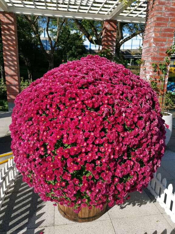 又圆又大的「菊花球」。