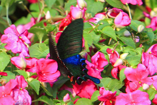 990312_01_006_蝴蝶_王能佑攝_木柵動物園-1.jpg