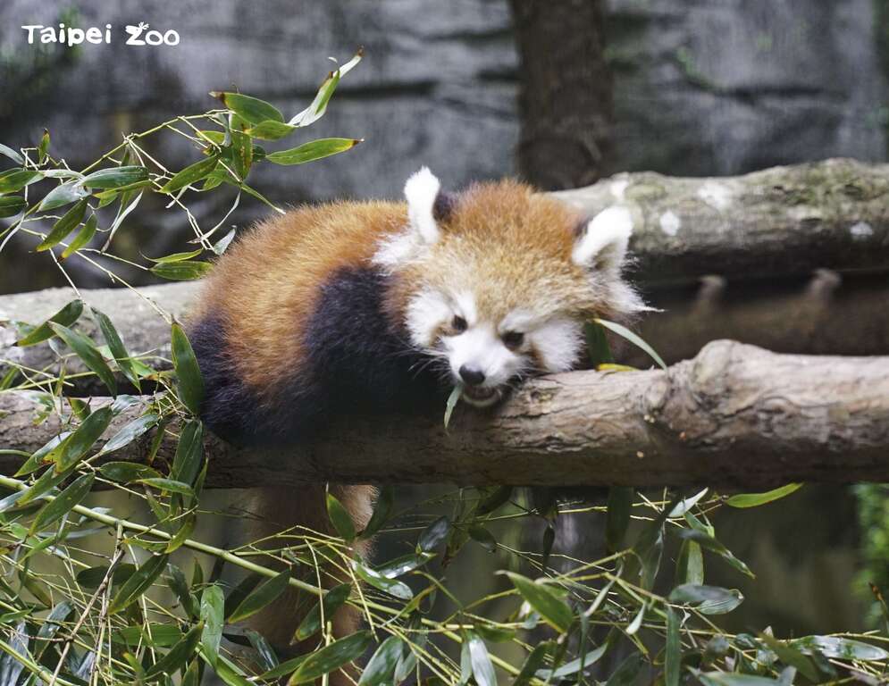 「可丽露」每天都好奇的在户外活动场爬上爬下，显得活力十足呢！