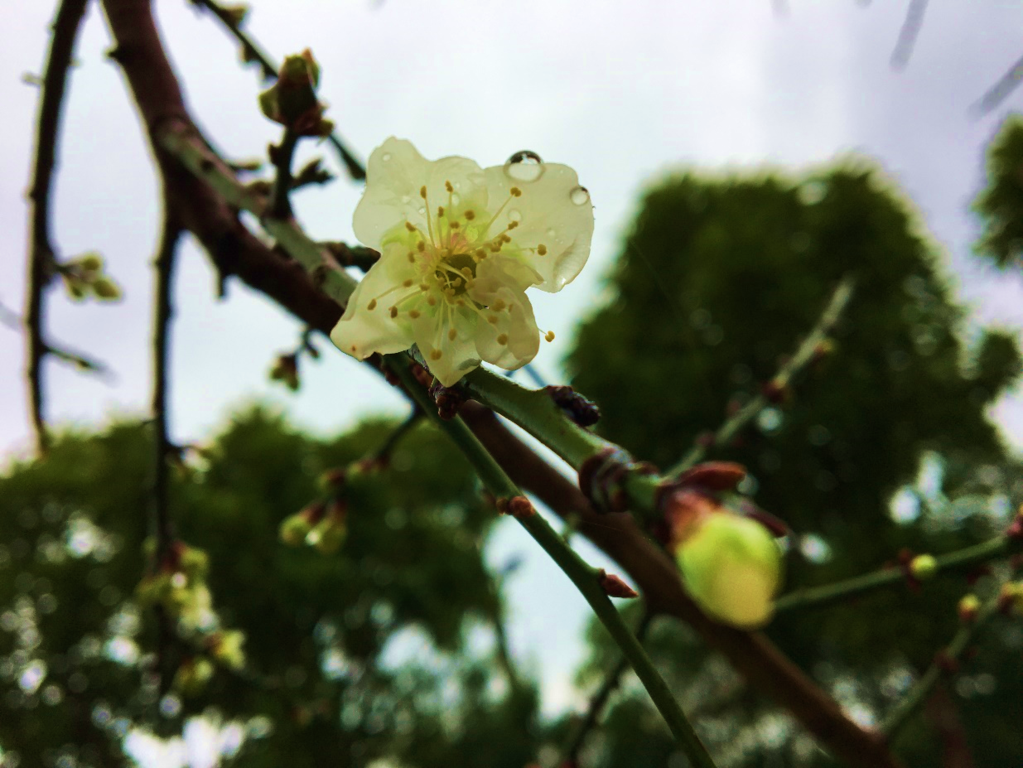 寒风中盛开的梅花