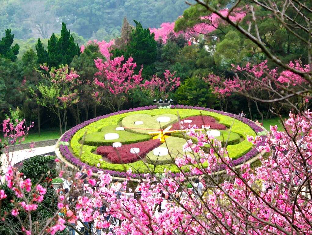 阳明山花季-花钟