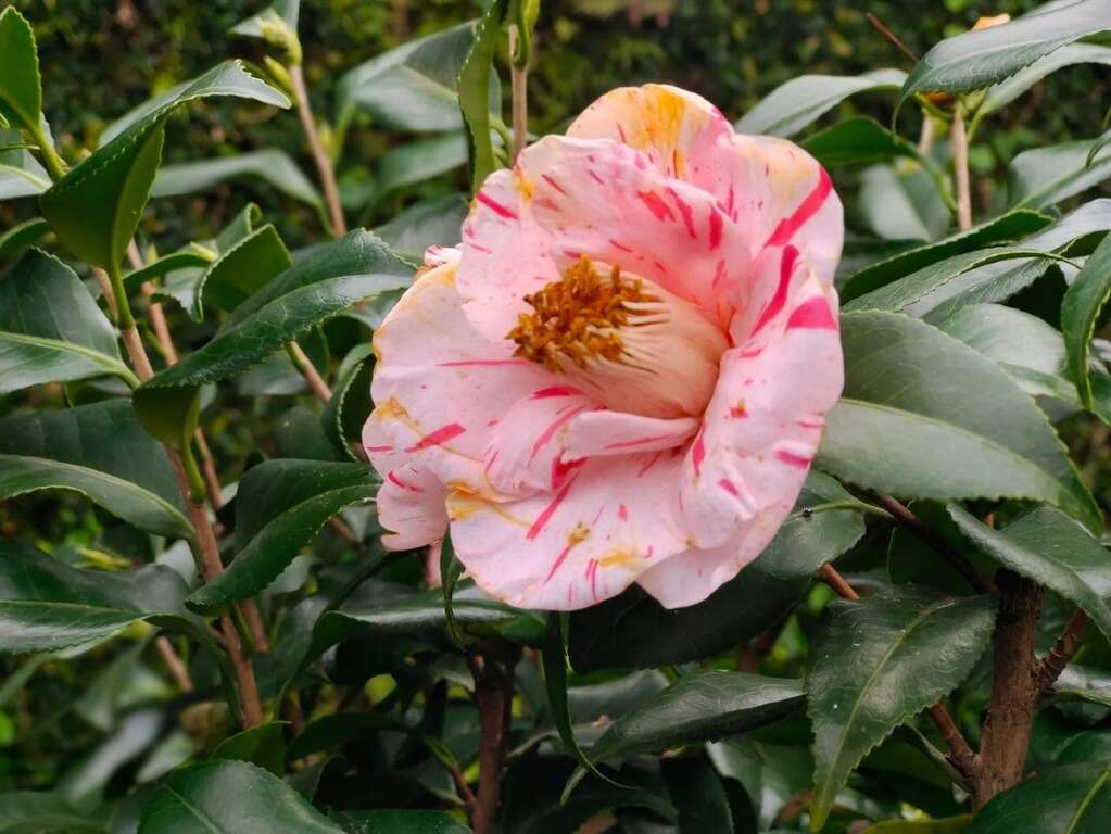 花纹特殊的茶花