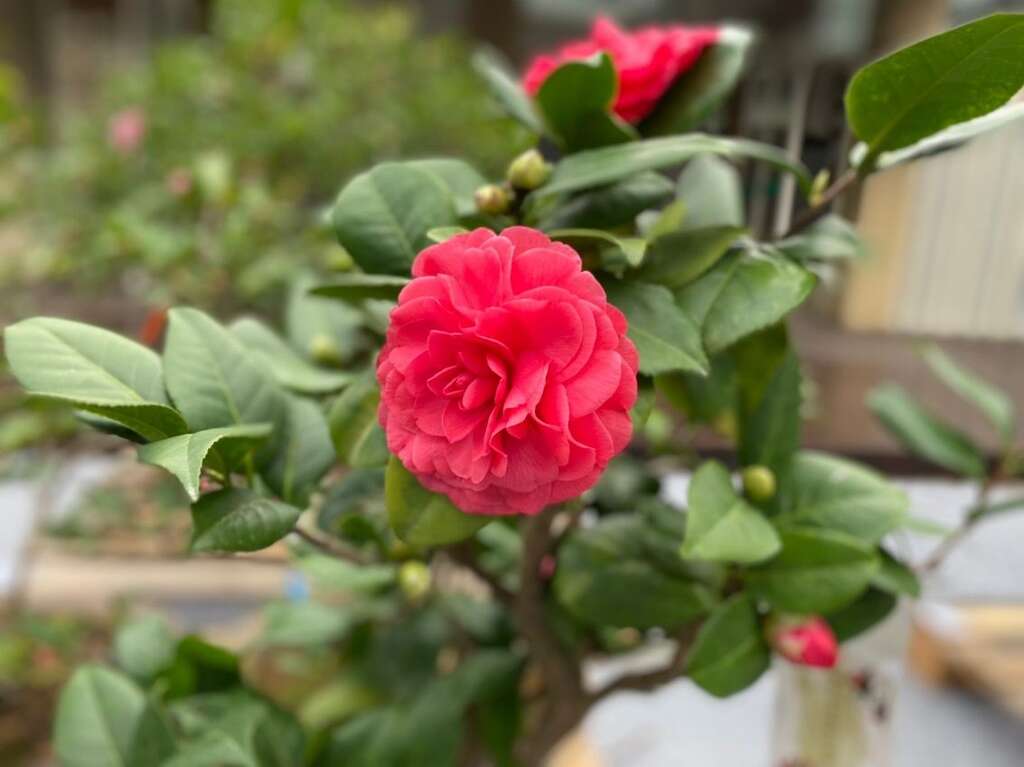 茶花绽放