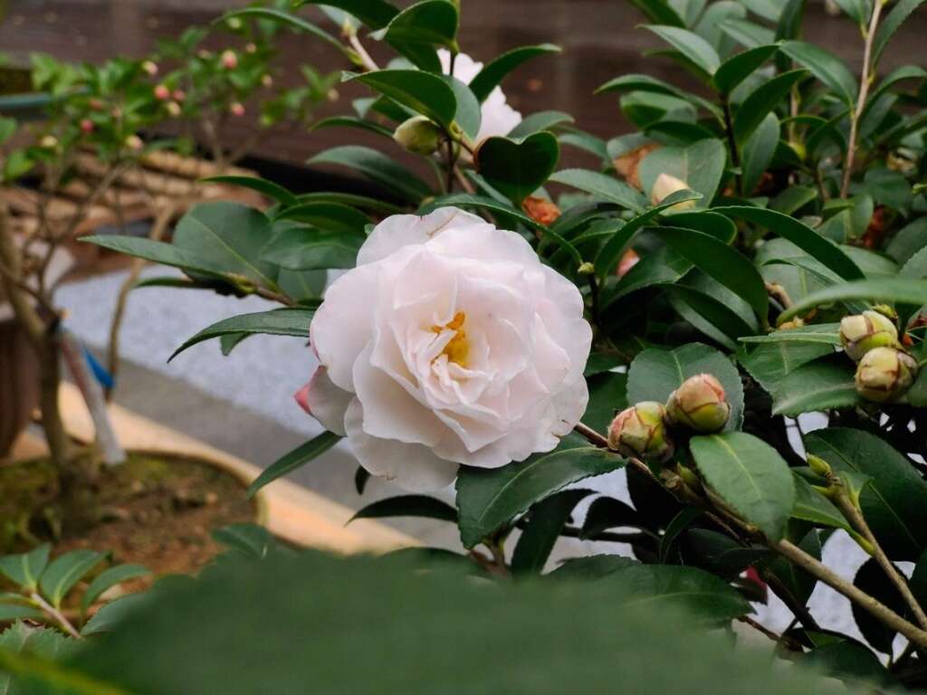 白色茶花