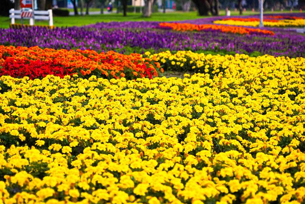 台北市延平河浜公園の花畑が華やかにお目見え