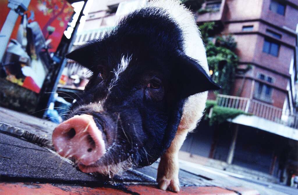 臥龍街
