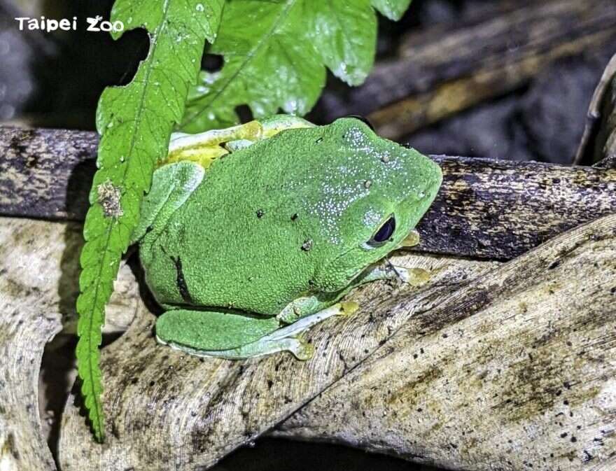 每年的10月到隔年的3月之间，是台北树蛙最活跃的季节（黄怡嘉摄）