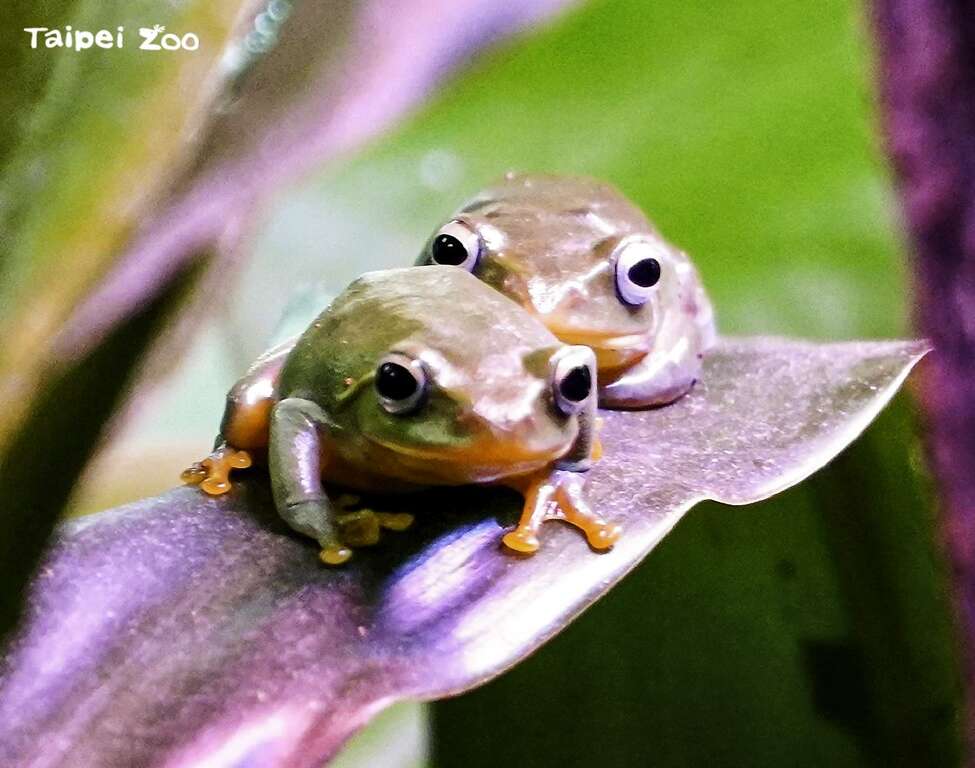 青蛙通常是夏夜合唱团的主要成员，不过台北树蛙却偏偏喜欢反其道而行，当天气越发严寒，越是爱得浓烈