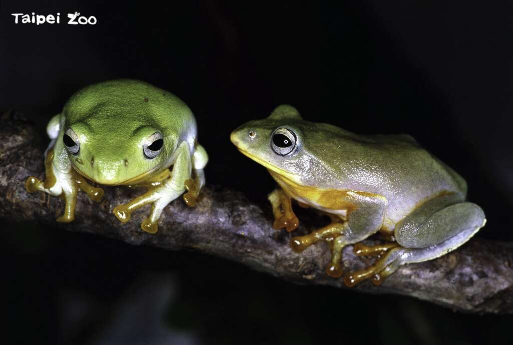 臺北市立動物園內的自然野地，冬季的迎賓背景音樂非常特別，不知道你有沒有發現？