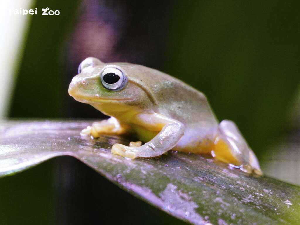 台湾动物区入口及迎宾大红鹤池的周边，每到冬天都可以清楚听到雄蛙们此起彼落的求偶叫声